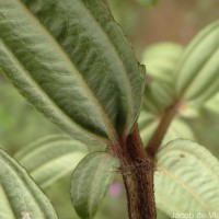 Osbeckia aspera Blume